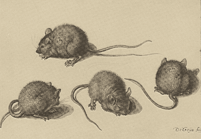 Mice.