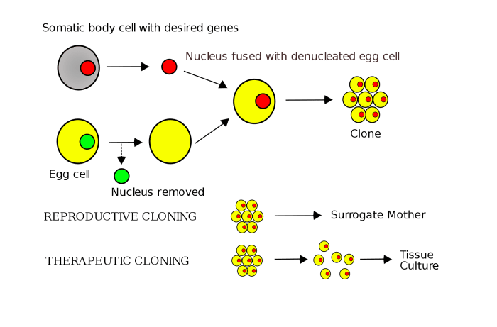 Somatic cell nuclear transfer