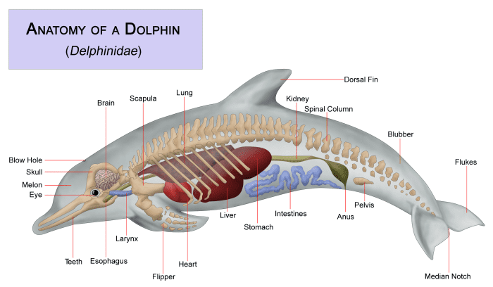 Dolphins are mammals like us; they have lungs for breathing and an advanced brain