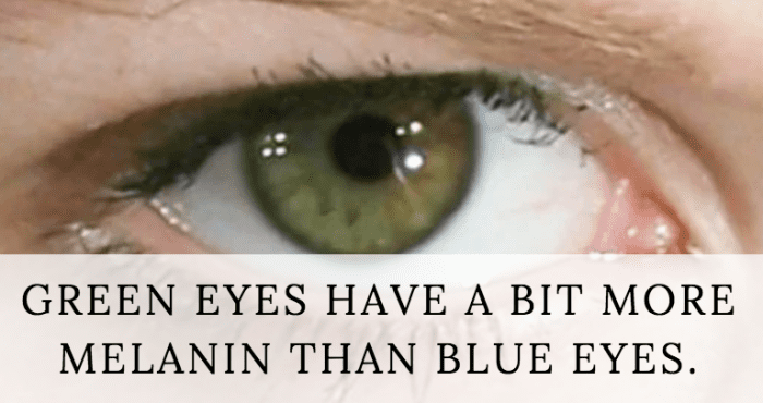 Green eyes have more melanin than blue eyes, but less than brown eyes.
