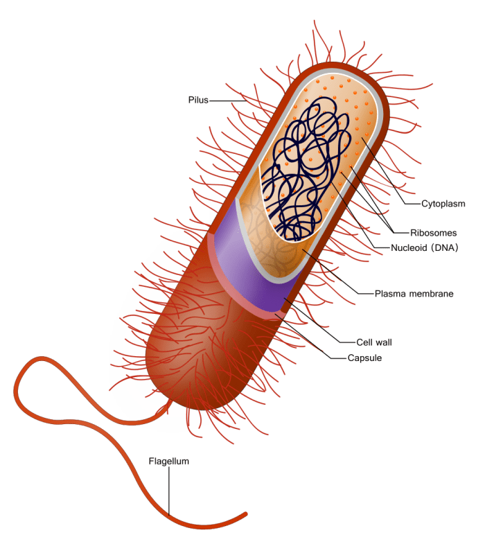 A bacterial cell (Some bacteria don't have a flagellum, capsule, or pilli. They may also have a different shape.)