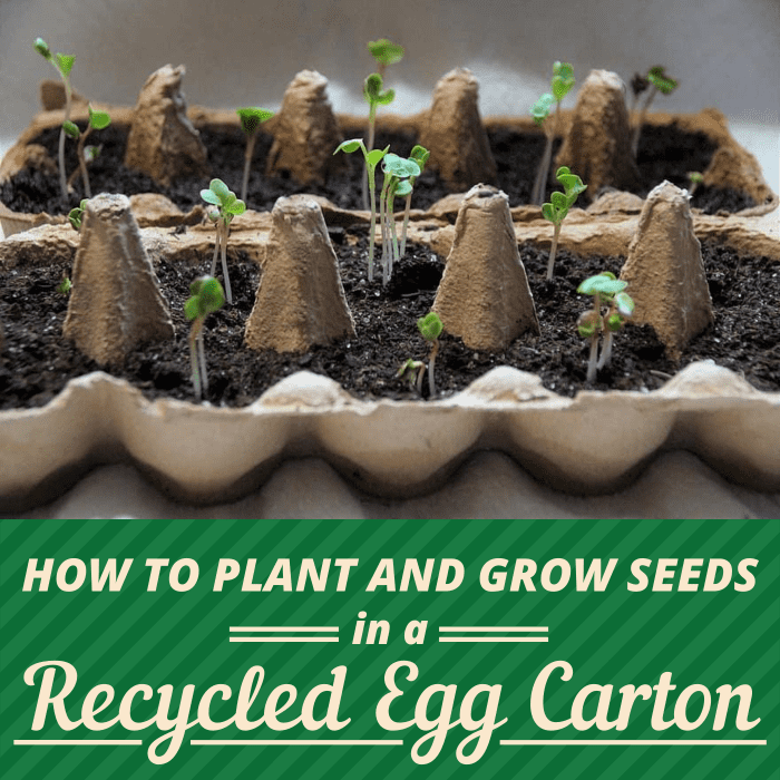 Planting seeds in paper egg-carton cups is a great way to grow a batch of healthy seedlings until it's time to transplant.