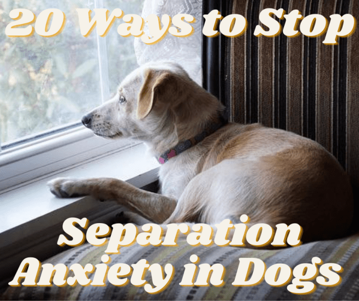 20 Tips to Stop Separation Anxiety in Dogs PetHelpful