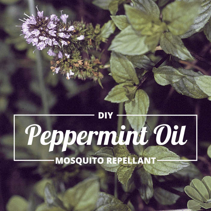 Traditional mosquito repellants are expensive and contain harsh chemicals. Peppermint oil is a cheaper and more natural alternative.
