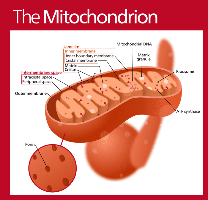 Organelles or Compartments in Bacteria and Eukaryotic Cells - Owlcation