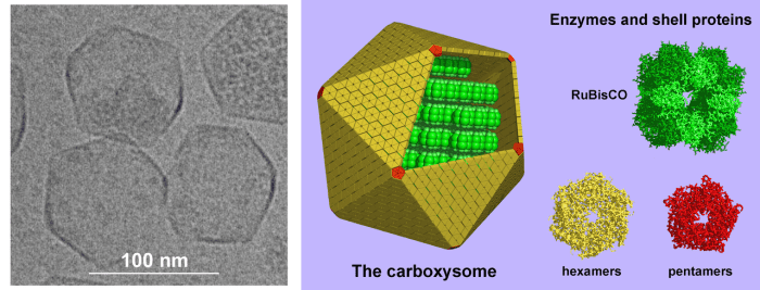 Carboxysomes (on the left) and a representation of their structure (on the right)