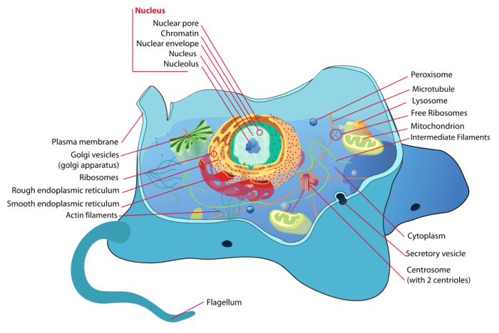 An animal cell doesn't have a cell wall or chloroplasts. Many animal cells don't have a flagellum, either.