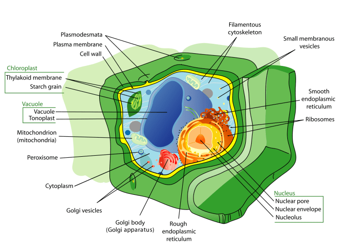 A plant cell has a wall made of cellulose and chloroplasts that perform photosynthesis.(The true extent or number of some of the organelles isn't shown in the illustration.)