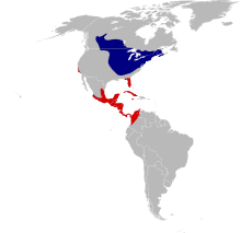 Map illustrates how far Northern Orioles migrate from Canada to South America and back again. Blue indicates their breeding range, while the red shows their winter destinations.