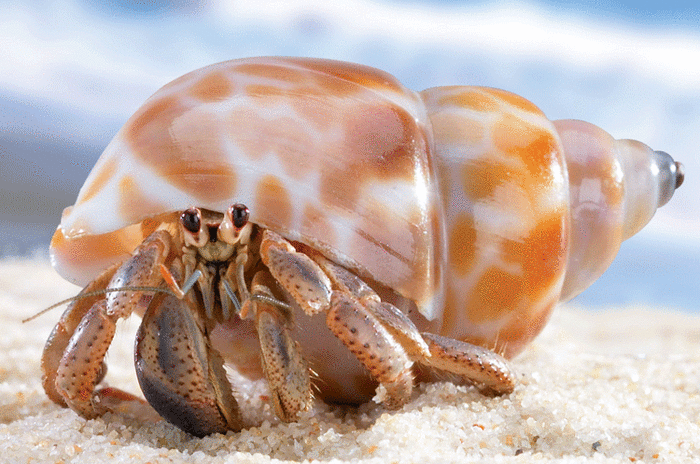 Hermit crabs are ideal beginner pets. They require little care and can cope with some rough handling by the children that own them.