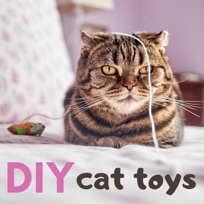 How to Make Your Own Homemade Cat Toys From Household Items PetHelpful