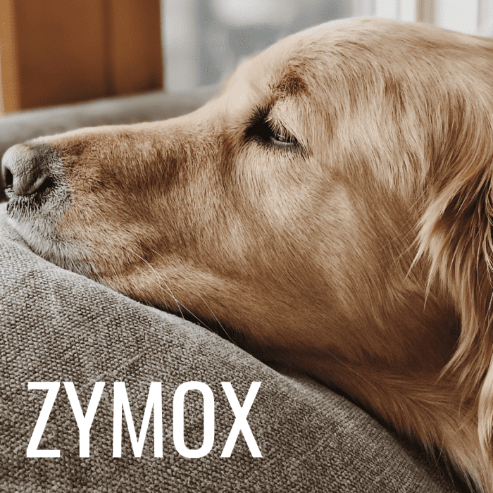 Dealing With a Dog's Ear Infection When You Can't See a Vet PetHelpful