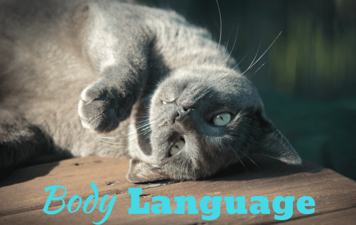 When a cat walks with their tail straight up, it means that they are relaxed, confident, and want to be noticed.