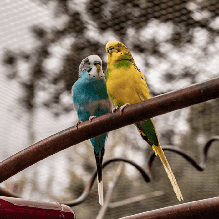 Whenever you give your budgie a new food, watch for signs of distress that could indicate an adverse reaction.