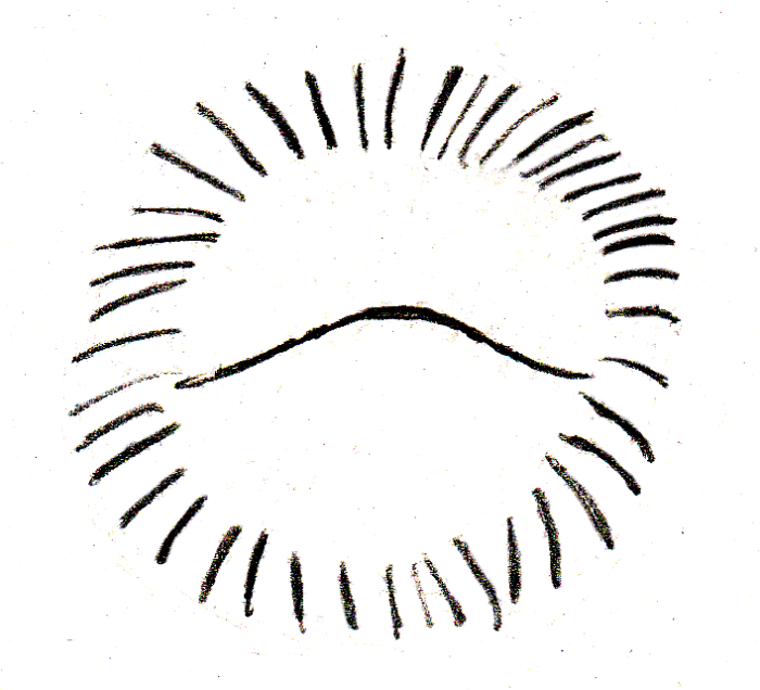 Balled Hedgehog: What you can see of an alarmed hedgehog (that line in the middle is what the face, belly, and feet disappeared into)