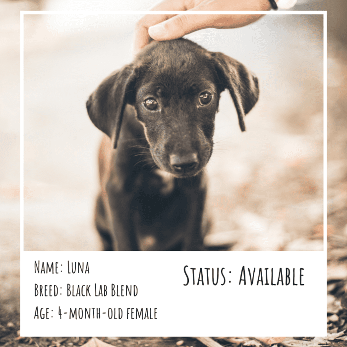 The Best Places to Find a Really Cheap Puppy PetHelpful