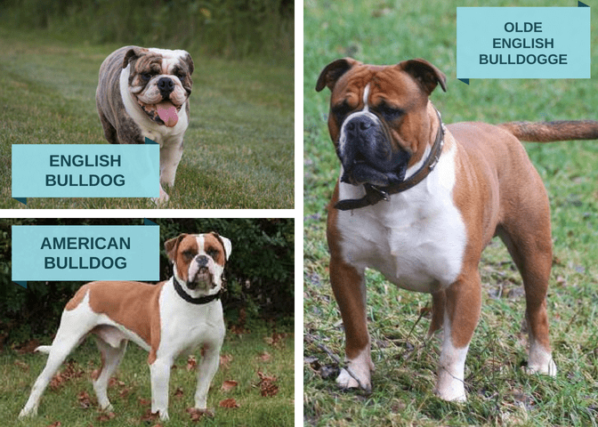 This photograph cross-compares three popular types of bulldog breeds.