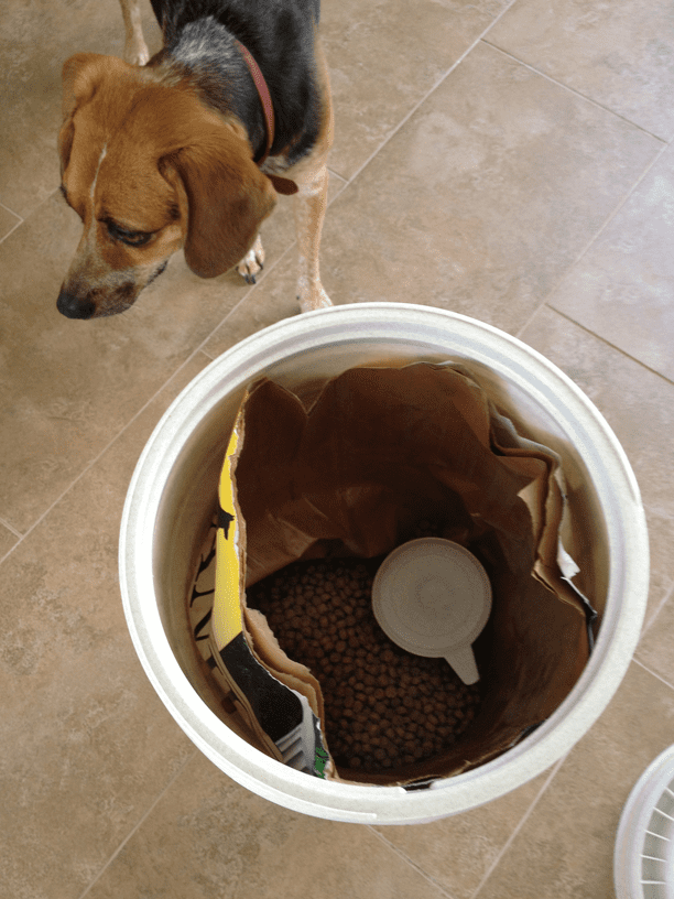 All About Dog Vomit Why Is My Dog Throwing Up? PetHelpful