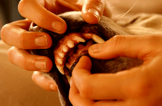 Eventually puppies develop their adult teeth.