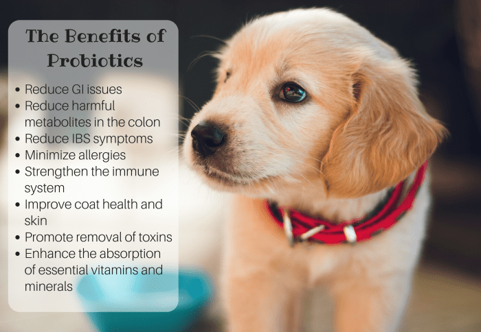 6 Best Probiotics for Dogs With Diarrhea and Allergies (Top-Rated ...