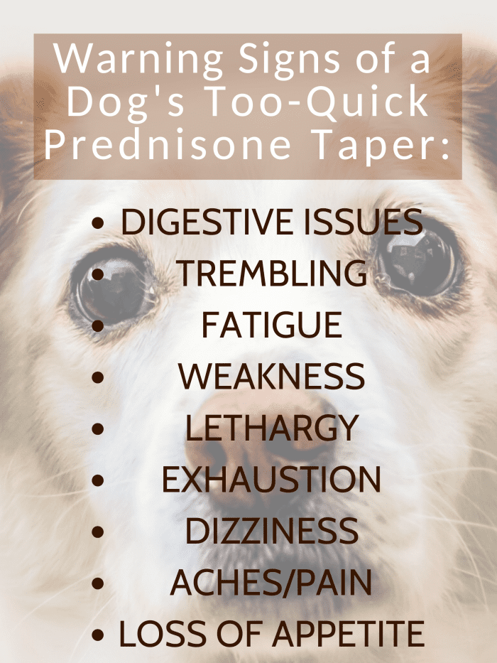 The Importance of Gradually Weaning Dogs Off Prednisone PetHelpful