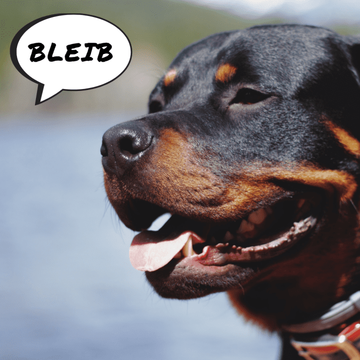 A Guide to Training a Dog German Commands - PetHelpful