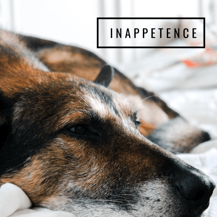 15-signs-a-dog-is-dying-what-to-do-when-your-dog-s-health-declines