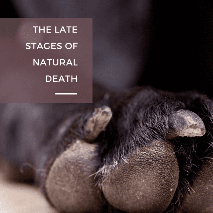 15 Signs a Dog Is Dying: What to Do When Your Dog's Health Declines