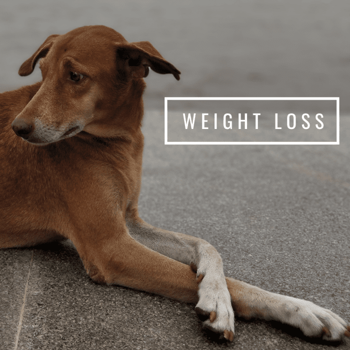 15-signs-a-dog-is-dying-what-to-do-when-your-dog-s-health-declines