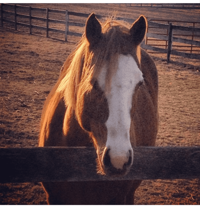 This is Spunk, a little mare that was born on our farm. I just never did get along with her for whatever reason. I sent her to a trainer friend of mine to be broke to ride and then to another trainer friend to find a home.