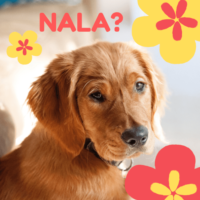 100 Beautiful Hawaiian Dog Names PetHelpful   100 Amazing Hawaiian Dog Names 