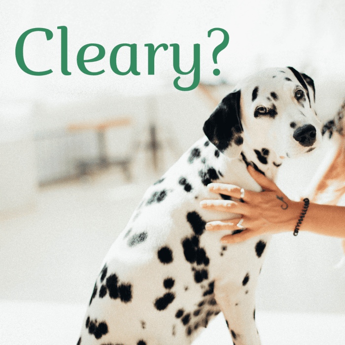 200-lucky-irish-dog-names-and-meanings-pethelpful