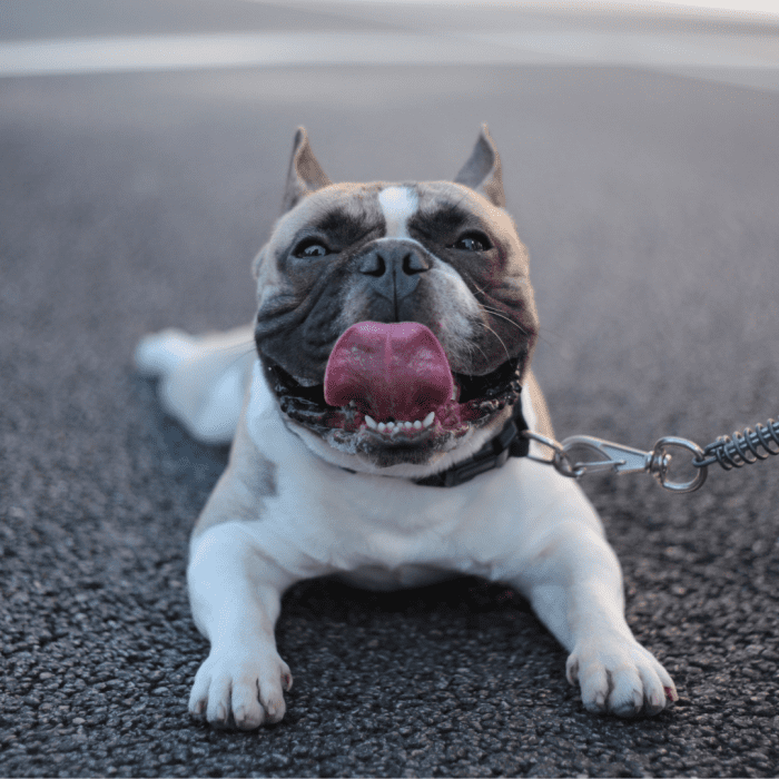 Brachycephalic breeds are prone to heat stroke.