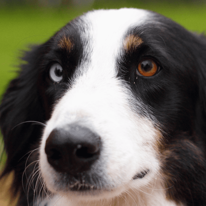 150-names-for-dogs-with-different-colored-eyes-heterochromia