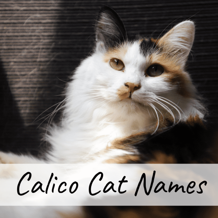 400+ Cat Names: Ideas for Male and Female Cats - PetHelpful