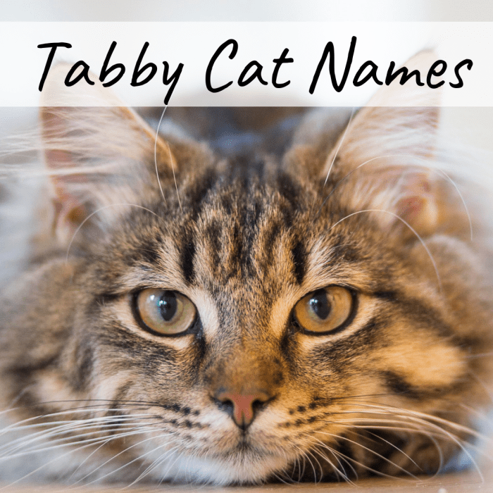 400+ Cat Names Ideas for Male and Female Cats PetHelpful