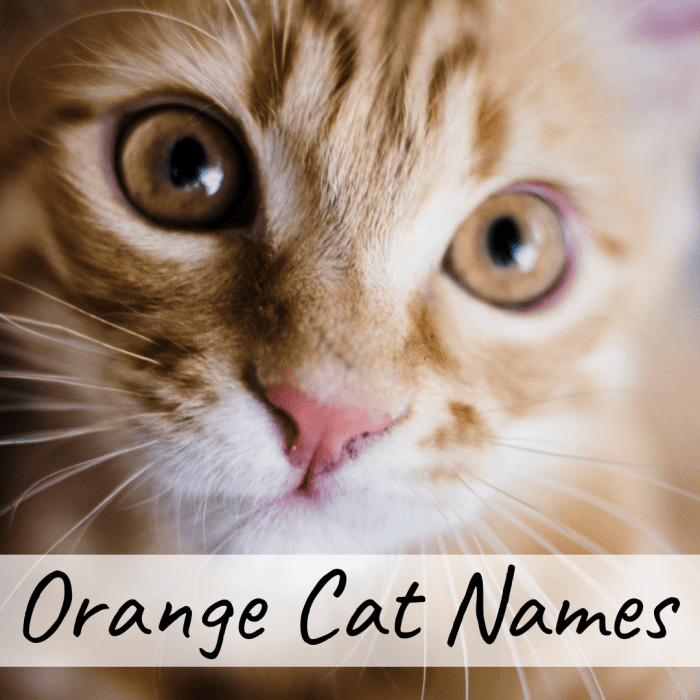 400+ Cat Names: Ideas for Male and Female Cats - PetHelpful