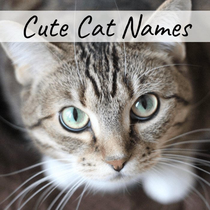 400+ Cat Names: Ideas for Male and Female Cats - PetHelpful