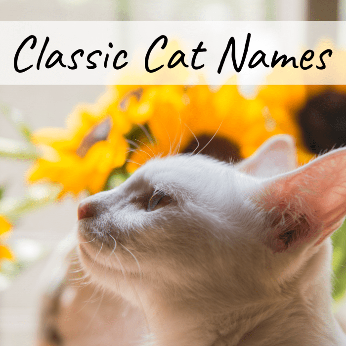 400+ Cat Names Ideas for Male and Female Cats PetHelpful