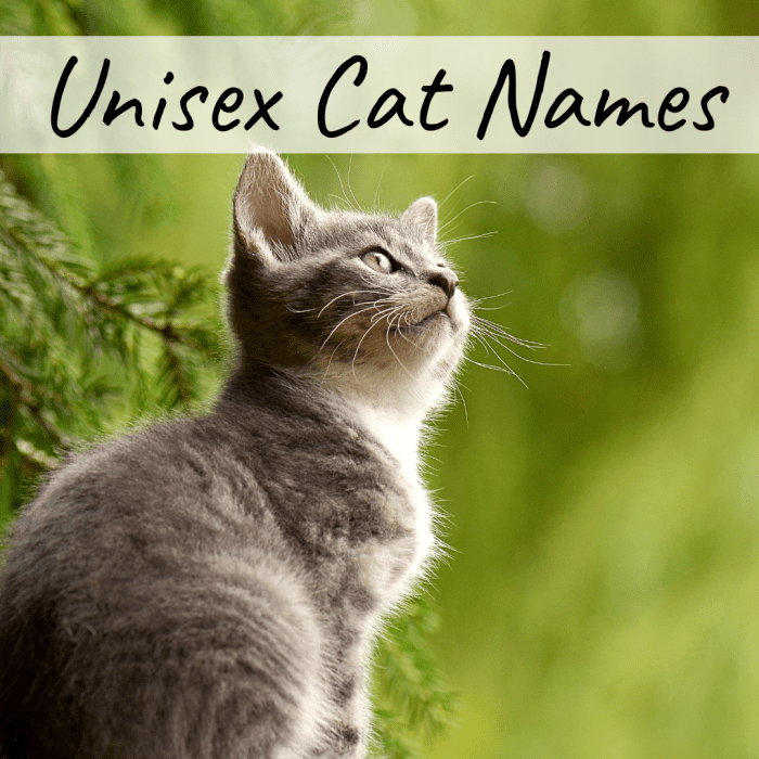 400-cat-names-ideas-for-male-and-female-cats-pethelpful