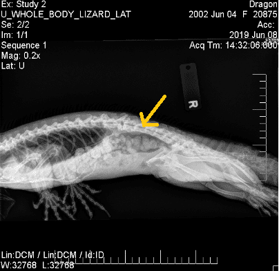 The yellow arrow points to the area where the poop had stalled. Notice how high this area is and why massaging the belly wouldn't access this point. The bladder on the other hand, is below.