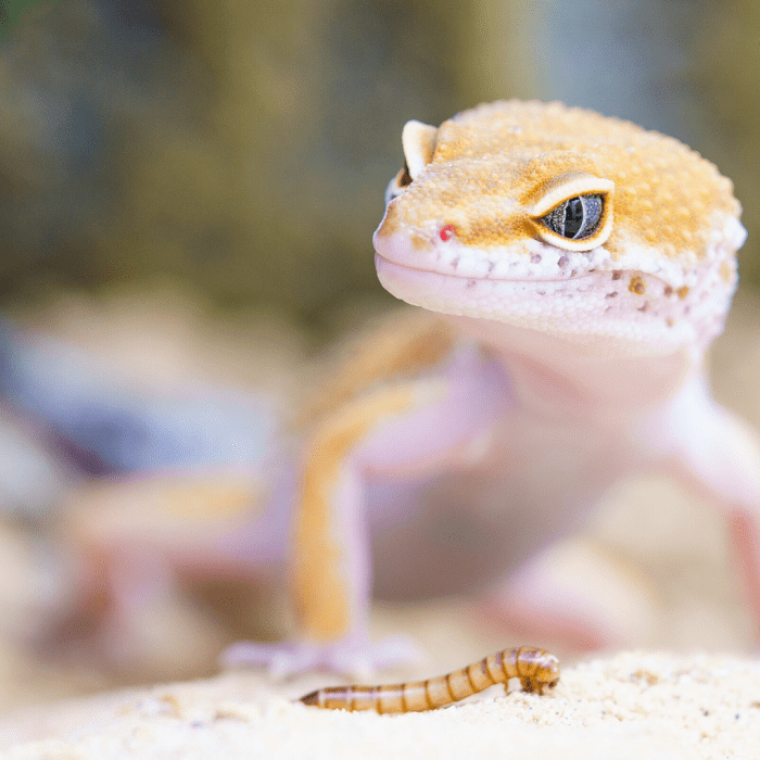 This type of substrate is not recommended for enclosures and can cause impactions in young reptiles.