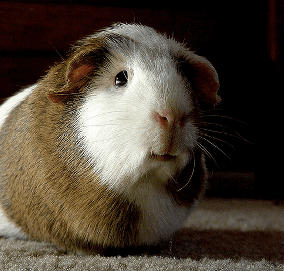 100+ Cute Names for Pets PetHelpful