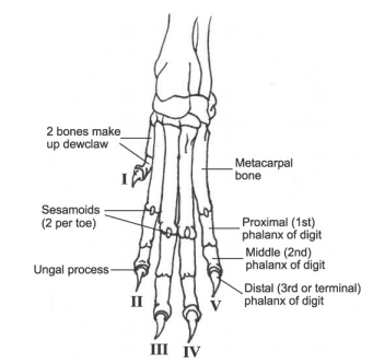 What Are Dewclaws and Do Dogs Need Them? - PetHelpful