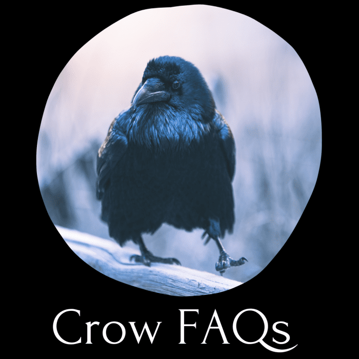 Wondering what crows eat or whether you can keep one as a pet? Read on. 