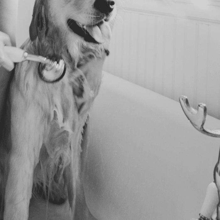 If signs of toxicity develop, wash your dog thoroughly with warm water and dish soap (no bleach added).