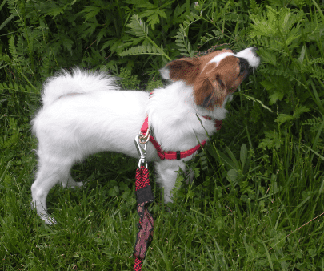 It took my toy breed dog, Kitsune, until he was around eight months old to be fully house broken. It took a lot of patience but was well worth the effort. Kitsune is almost three now and I can't even remember the last time he had an accident inside.