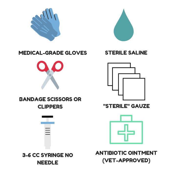 How to Treat Cat Abscesses at Home PetHelpful