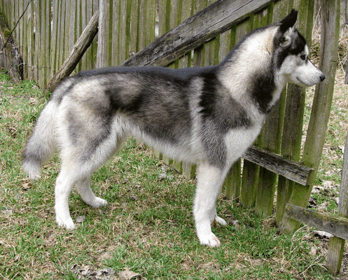 15 Pros And Cons Of Owning Siberian Huskies - Pethelpful