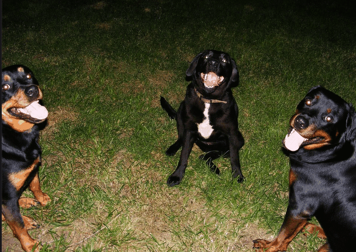 Dogs do not only "smile" with their mouth. You can see the joyful expression in these dogs with bright eyes.